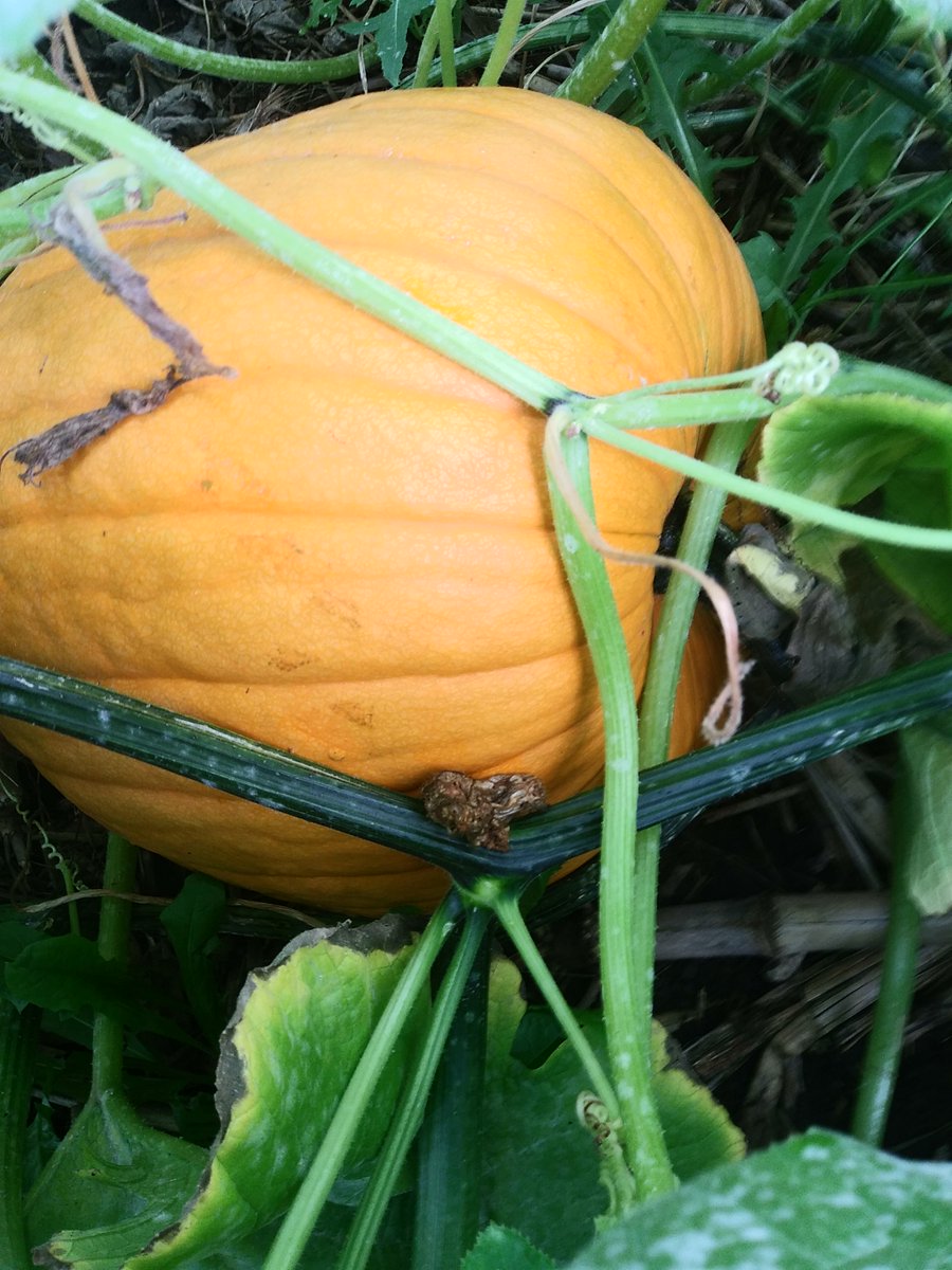 rip_vg's tweet image. To quote my sons "pumpkin seeds grow pumpkins", and that is what happened here! @vg_tim @tenwattandrew @vangilst_dan #pumpkins #pumpkins2020