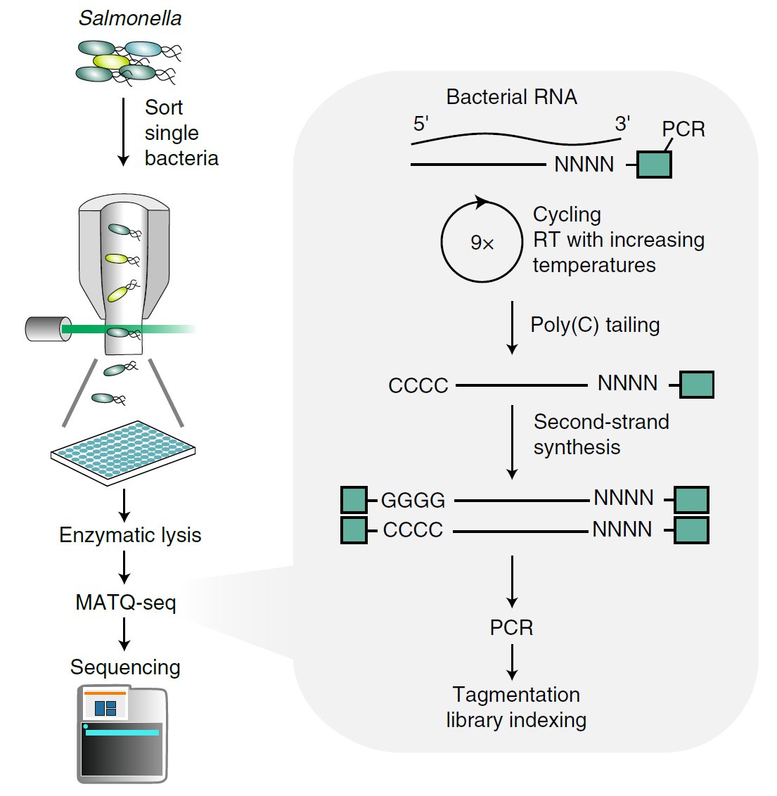 A real challenge to capture bacterial RNAs! They do not have a poly(A) tail and are enclosed behind a thick cell wall in femtogram levels. We adopted a recently developed single-cell RNA-seq protocol called MATQ-seq to capture all RNA classes… (2/5)