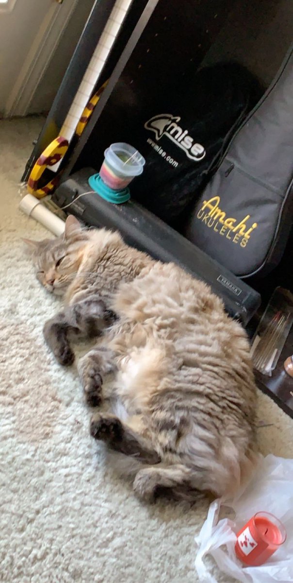 all this girl has done all day is eat breakfast, sleep in various positions, and command 98% of my attention