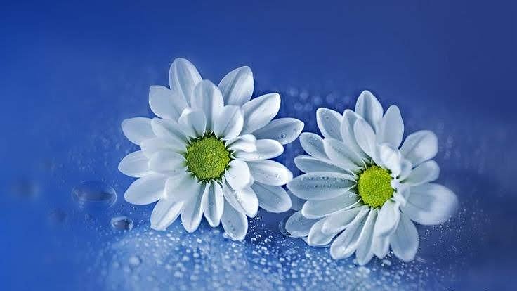 elzasds's tweet photo. @KmPasso #CLUBEFOLLOWBACK  linda #follotrick #FF_Specialツ https://t.co/jR3s5o9m4y