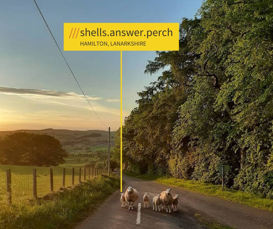 Sheep on a country road at ///shells.answer.perch in Lanarkshire