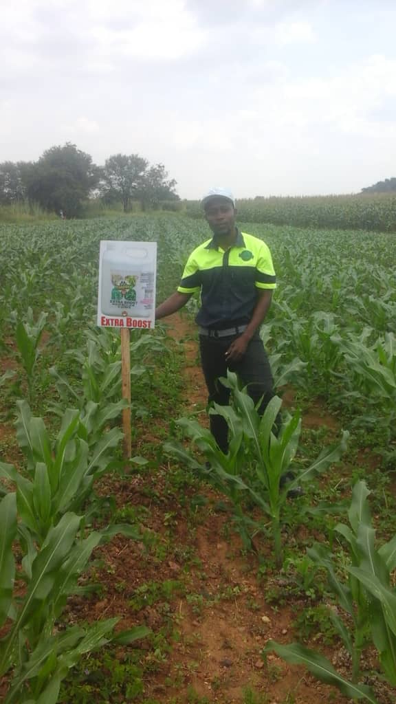 ItmosciFert's tweet photo. In as much as soil water conservation is promoted thru "Pfumvudza". Thr are many other mechanisms of crop water conservation as "Waxy crop leaf surface" technology by @ItmosciFert #ExtraBoostFertilizer @MoLAWRR_Zim @CIMMYT for moisture stress resilience https://t.co/TB8n1mWPSt