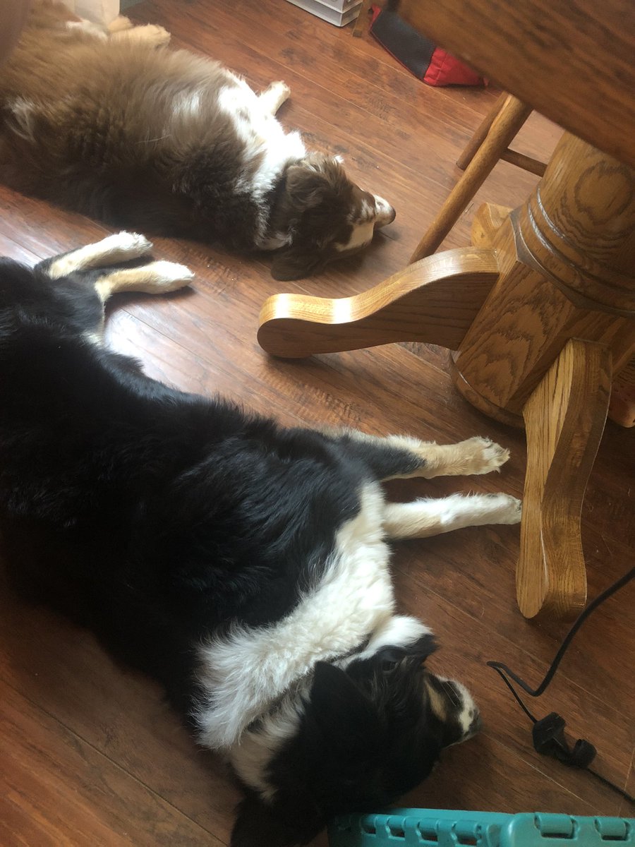 313_MsSippy's tweet photo. Virtual school is apparently exhausting to watch 😂 #ComputerOn #WeNapping https://t.co/Nqo5gdOBQa