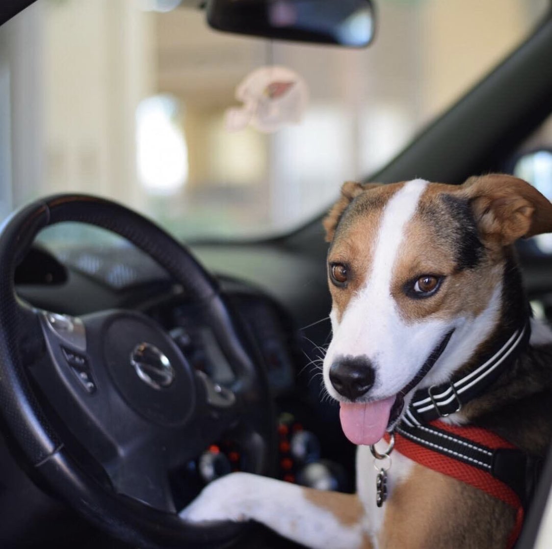 Let’s roll! ⁦@comedybars⁩ ⁦<a href="/littlecaesars/">Little Caesars Pizza</a>⁩ #dogs #k9s