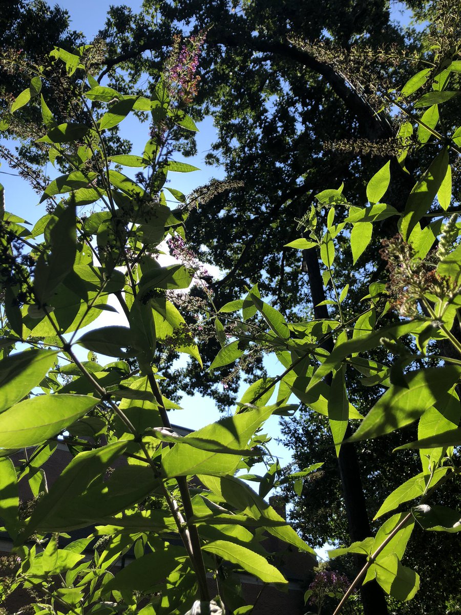 Cheryl Bruno tweet media