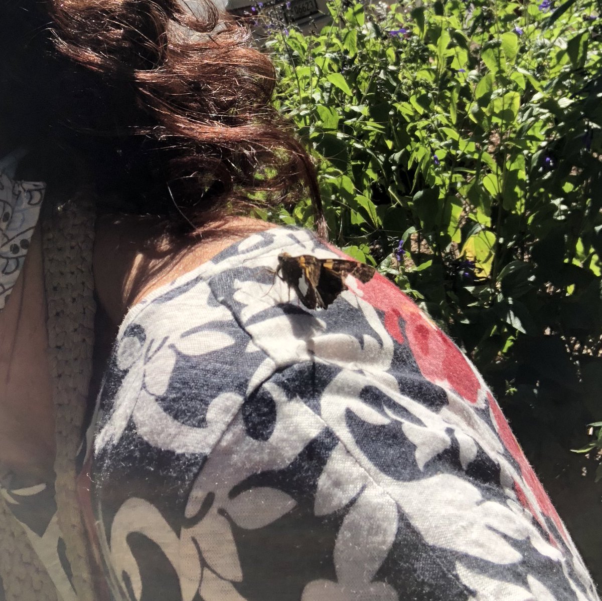 Cheryl Bruno tweet media