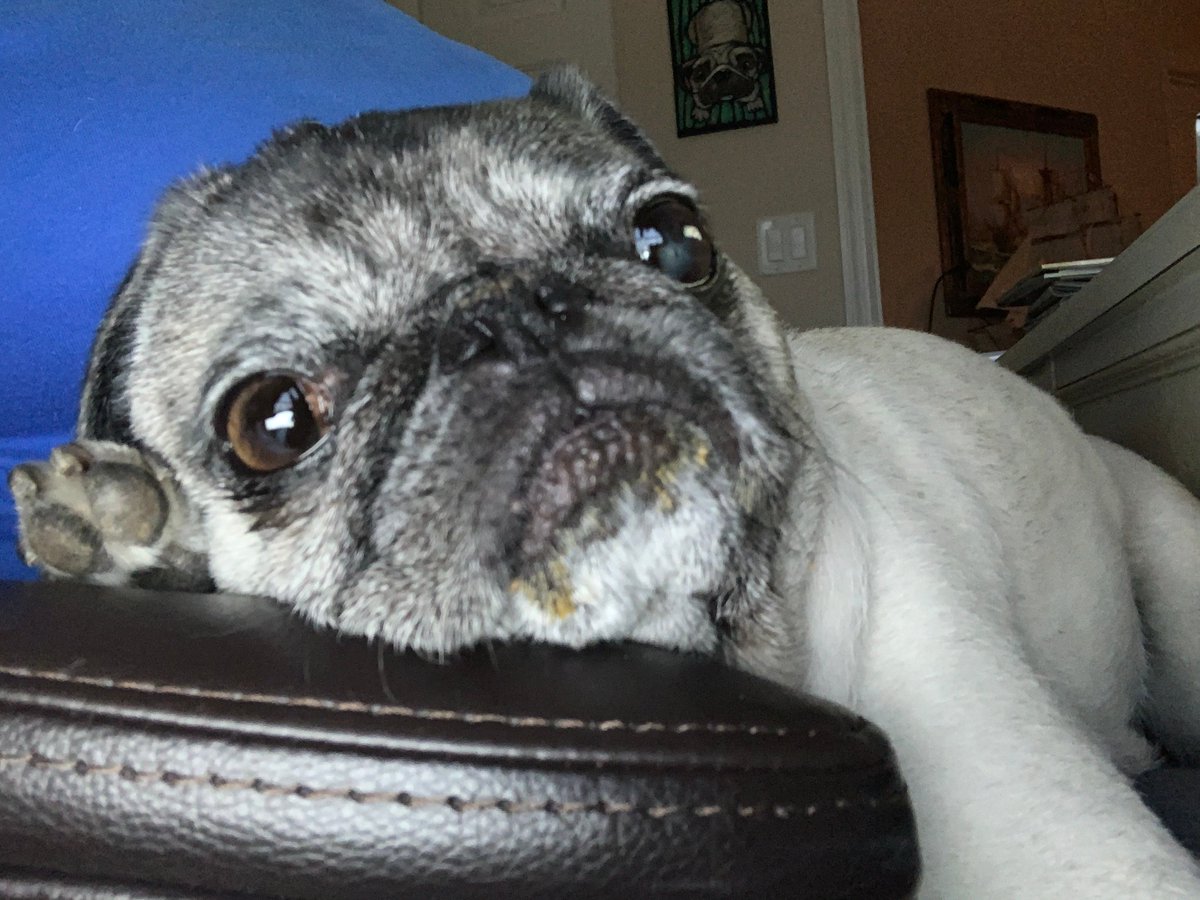 Pia_Pia_the_Pug's tweet photo. Potty, Pudding, Nap... #veteranservicedog #servicedog #retired #pugsofinstagram #proof #naptime #workingfromhome #toocute #DoNotDisturb #sleepy #rescuedog #Floridaheat #tired #adorable #dogs #precious #dogsintheoffice #dogwriter #dogblogger https://t.co/lJq5uj1omZ