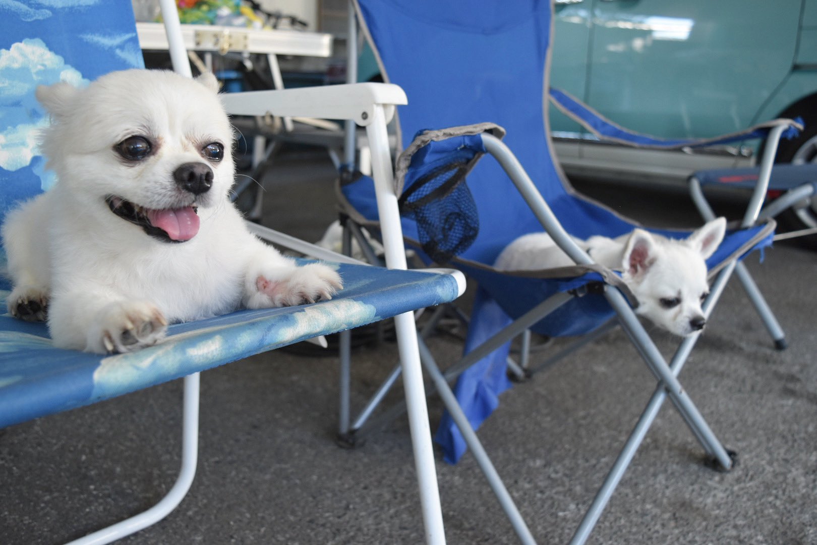 バイト犬 Twitter Search Twitter