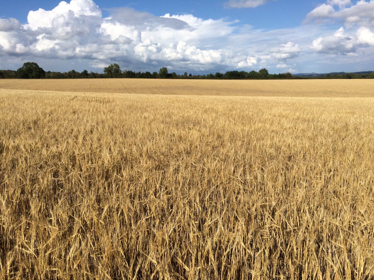 Photos taken June 12th, July 11th &amp; August 18th still going to be an awful crop but nature is amazing