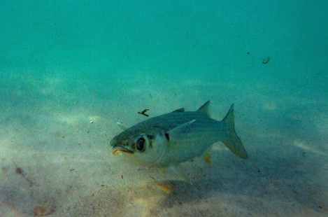 La cantidad de #plástico en el #Atlántico es unas 10 veces mayor de lo estimado

efeverde.com/noticias/canti…
