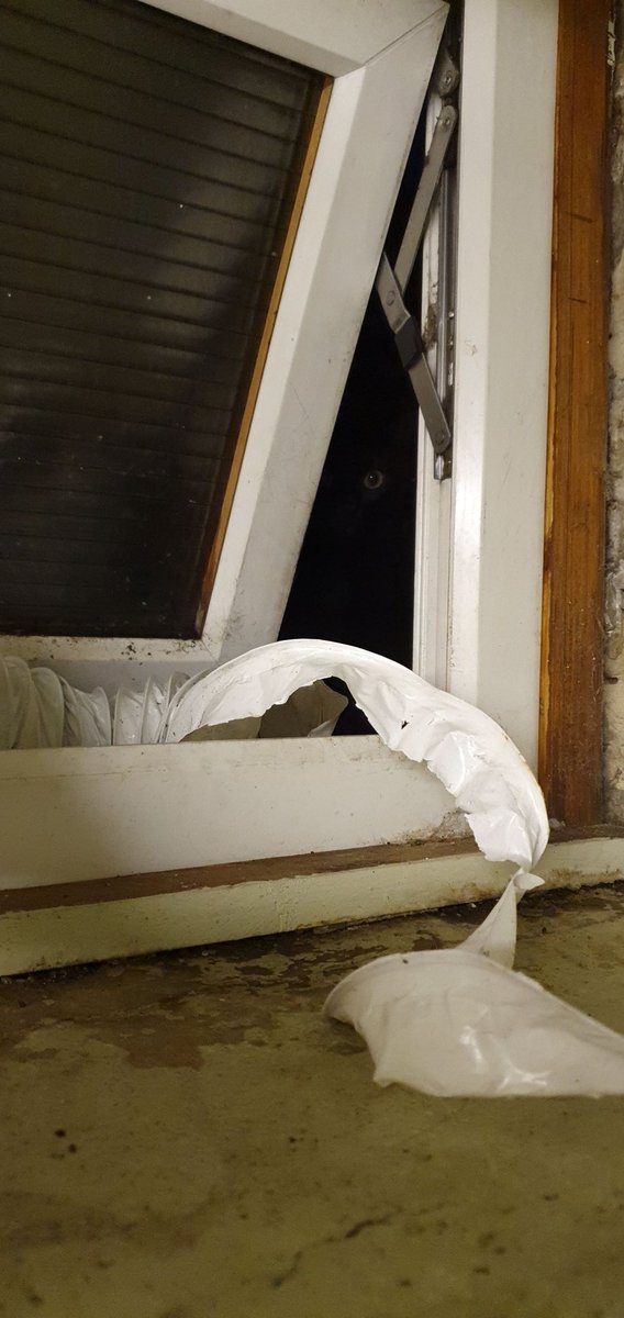 The_Salem_Cat's tweet photo. There is a neighbourhood cat. Black like me. THINKS IT LIVES IN MY HOUSE LIKE ME. Stay away from my secret cellar window entrance you imposter. #salemgate #salem #CatsOfTwitter https://t.co/yssTcL6tsX