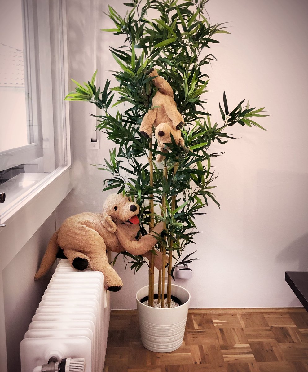 iamwuffi's tweet photo. Low-hanging woofs 🌳🍎🐶🐾
#goldenretriever #ikeadog @IKEA_Presse https://t.co/bMRmy0K8K7