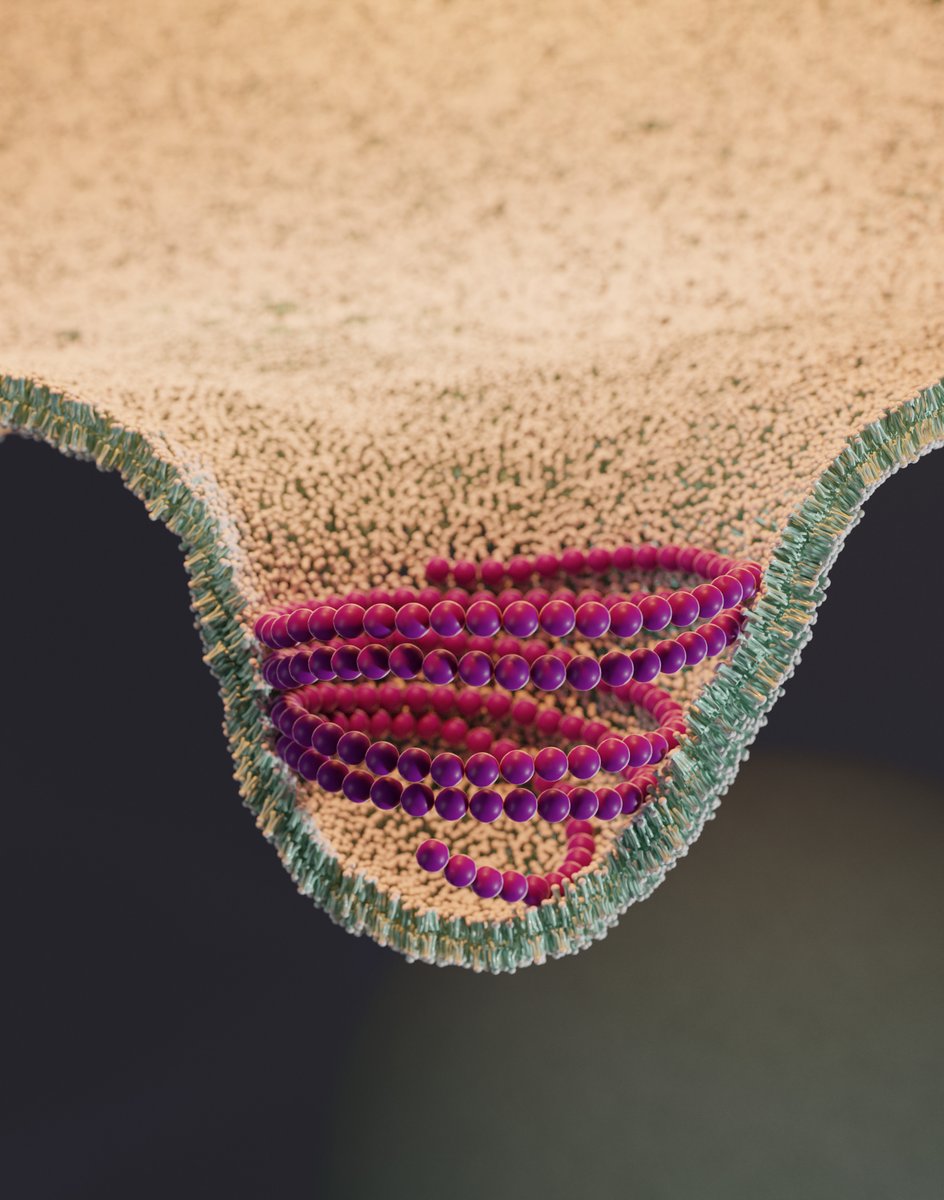 RouxLab's tweet photo. If you wonder how ESCRT remodels membranes, we have an explanation: An ESCRT-III Polymerization Sequence Drives Membrane Deformation and Fission https://t.co/9x63SAmKJW 

Congrats to Anna Pfitzner for her first amazing article, and to @SaricLab @BaumBuzz! @unige_en @NCCR_ChemBio https://t.co/DzMWEA8DLK