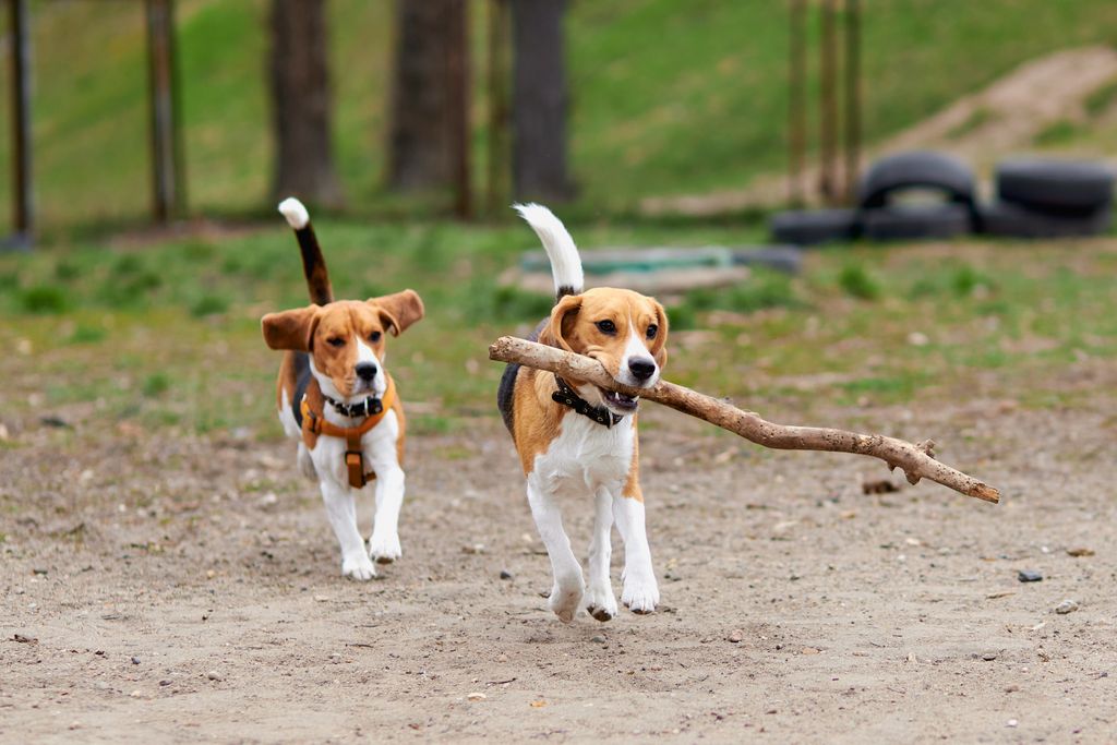 Did you know.... that Beagles were bred to have white-tipped tails so they would be visible during a hunt?