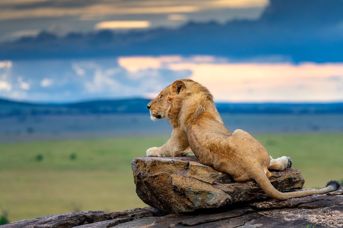 Tuliadestin's tweet photo. https://t.co/iRsHVlP5nw provides exceptional service across the globe and strive to deliver a hospitality experience that is beyond guest expectations
Book today by login to https://t.co/iRsHVlP5nw

#wildlife #bookingyeah #safari #hotelbookings #travel #lions #elephants #zebras https://t.co/CdmTPHFSsu
