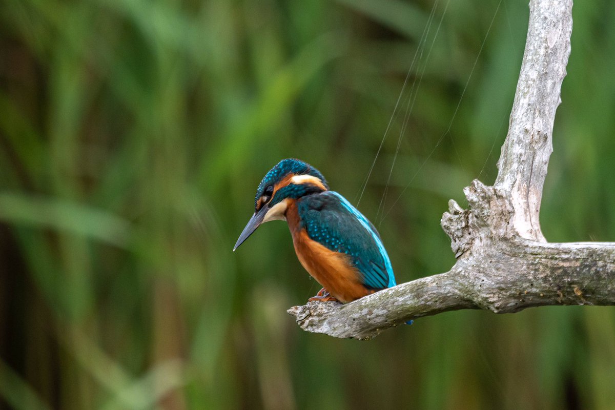 SW_PhotoNature's tweet photo. My lucky day! Kingfisher sat posing for several minutes @sculthorpemoor #kingfisher #countryfile #BBCWildlifePOTD #klmagazine #Norfolkliving #BBCWildlifemagazine #Norfolk #birdsofinstagram #nwt https://t.co/2k0upQmyIq