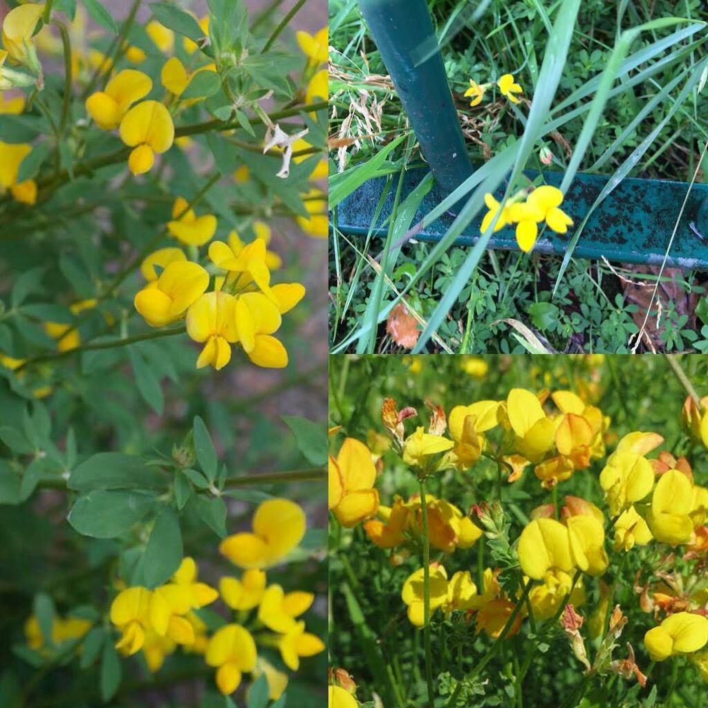 Day 23: Bird's-foot Trefoil (Lotus Corniculatus) #SeymourParkOT #nationalmeadowsday

# A perennial herbaceous plant, member of the pea family. It yellow flowers look like little slippers and appear in small clusters, typically 10 to 16mm long, are borne … instagr.am/p/CECaYYdAj-s/