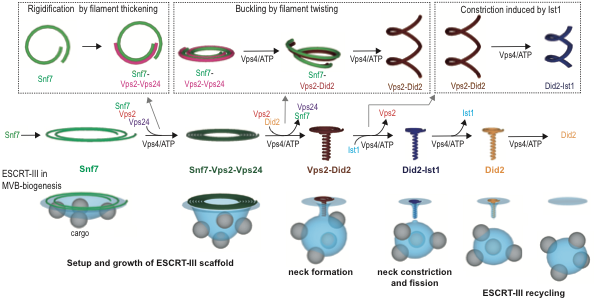 If you wonder how ESCRT remodels membranes, we have an explanation: An ESCRT-III Polymerization Sequence Drives Membrane Deformation and Fission cell.com/cell/fulltext/… 

Congrats to Anna Pfitzner for her first amazing article, and to <a href="/SaricLab/">Andela Saric</a> <a href="/BaumBuzz/">Buzz Baum</a>! <a href="/unige_en/">UNIGE_en</a> @NCCR_ChemBio