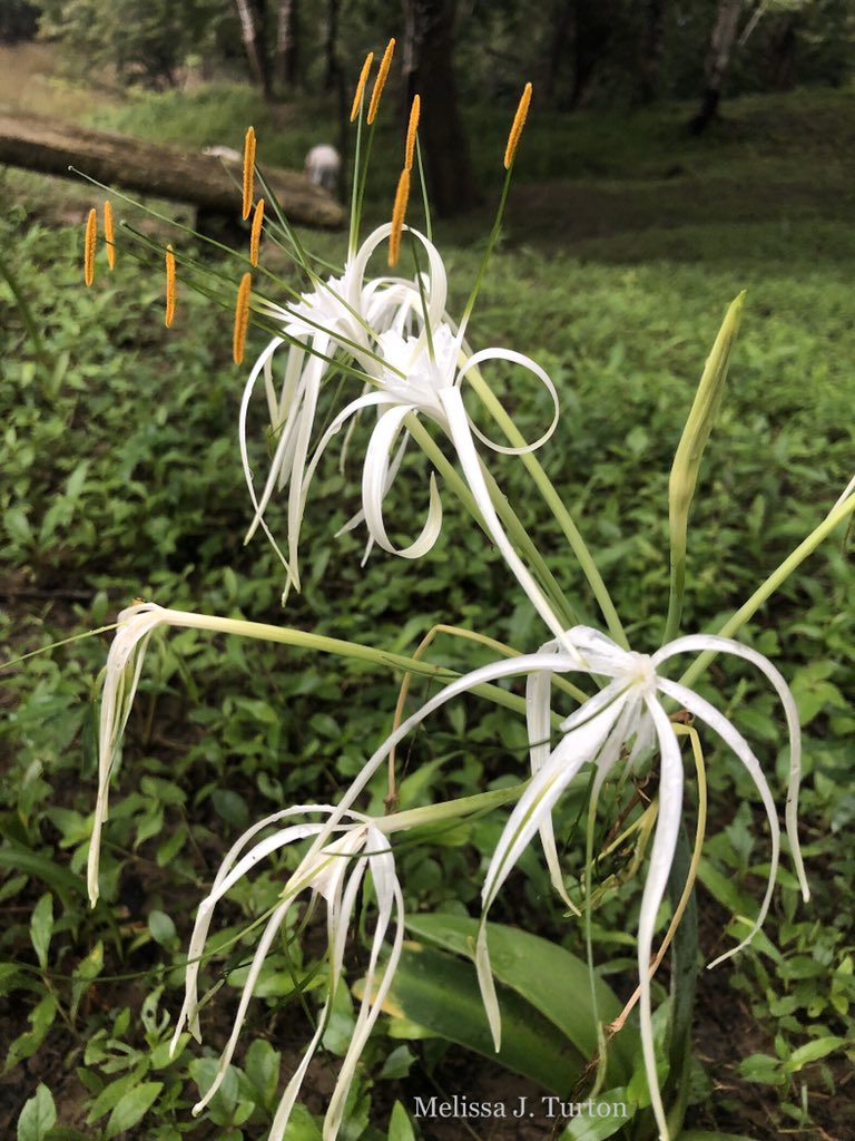 belizemonkey's tweet photo. Wild lily along the Belize riverbank. #Belize #lily #flora #wildflower #naturelovers #NaturePhotography #CentralAmerica #howlermonkeyresort #natureza #hmrnp https://t.co/KLCxAVtU5R