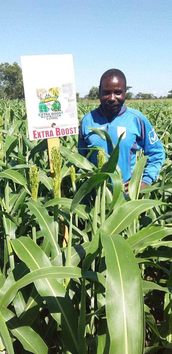 ItmosciFert's tweet photo. Thumbs up 2 Mash.West  this yr. Gd harvest of small grains (sorghum) under a pvt sector led low input small grains prog. Dliveries 2 contractor z gret. Wll done @ItmosciFert #ExtraBoostFertilizer @MoLAWRR_Zim @AgritexS @zimagricsociety @agribusinesszw @MaminiminiObert https://t.co/f28tRibEwb