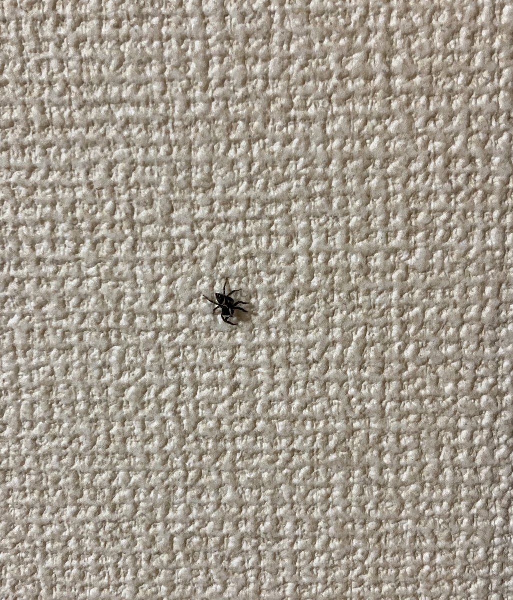 アダンソンハエトリグモ アダンソンハエトリグモ