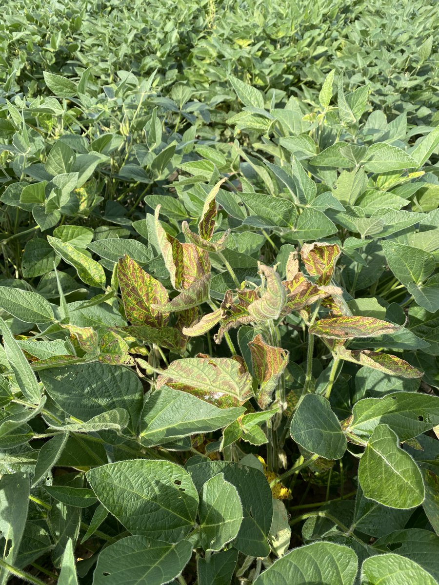 badgercropdoc's tweet photo. Lots of SDS showing up due to early/on-time planting in WI. Lots of talk of delaying planting next year to reduce symptoms. The research doesn't support that. Delaying planting will cost you as much or more in yield than SDS in most cases: https://t.co/kwG0gwa7Sa @badgerbean https://t.co/1dnOAAHK8R