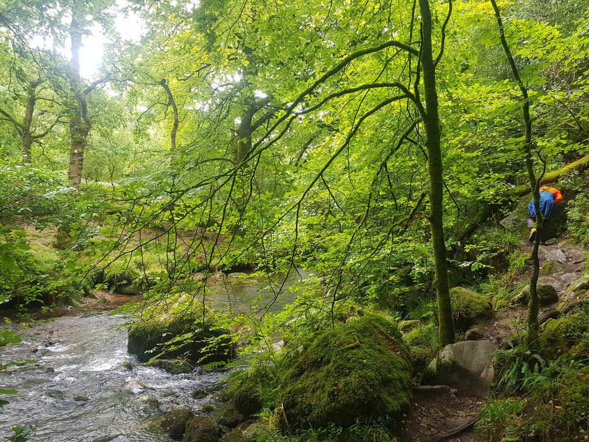 flcbellasis's tweet photo. Took advantage of the break in the rain to explore the woods #ImperialActive #NursesActive https://t.co/LpKSZuplZQ