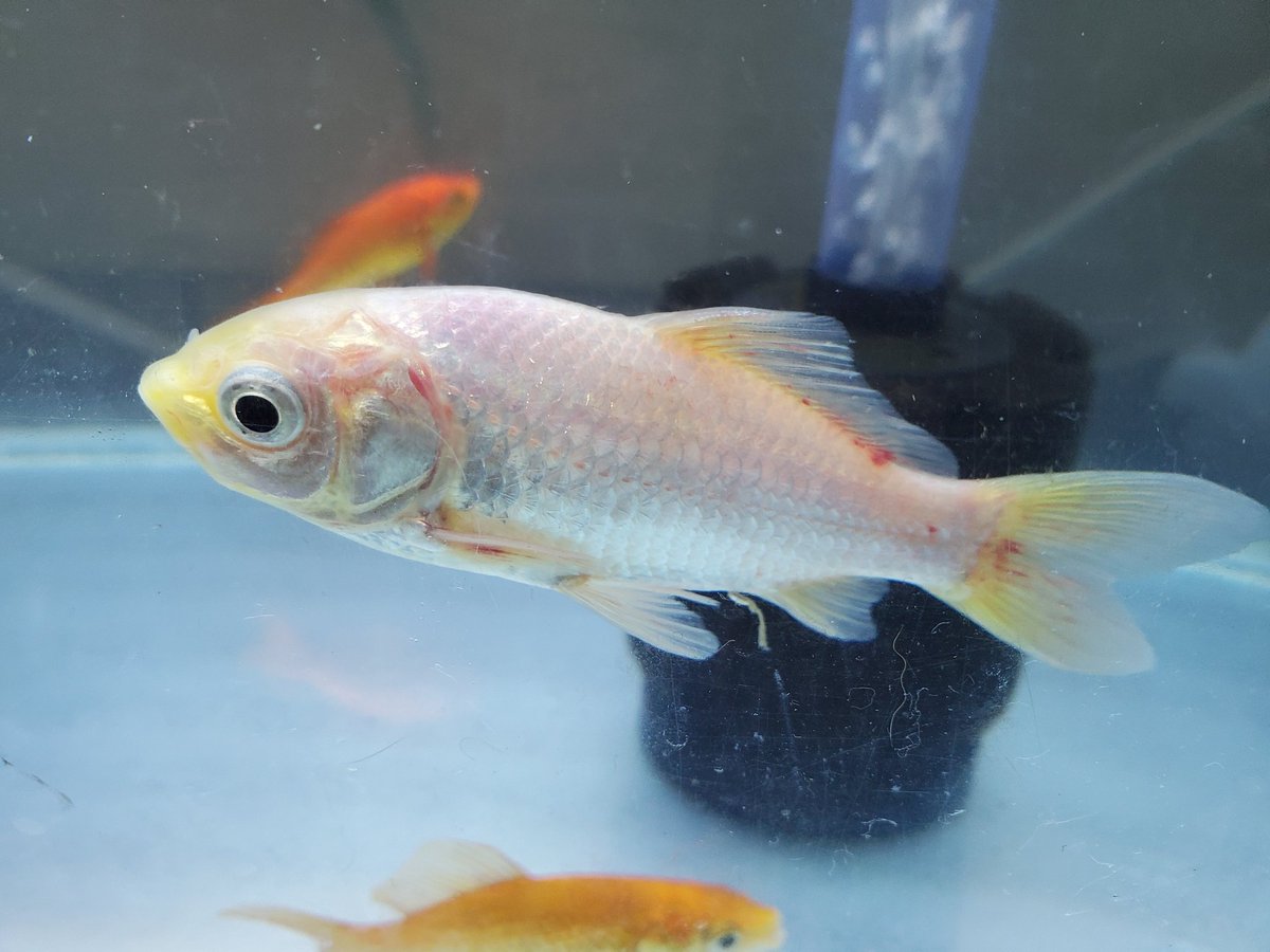金魚のぽんぽん Goldponponfish Twitter 金魚のぽんぽん Goldponponfish Twitter