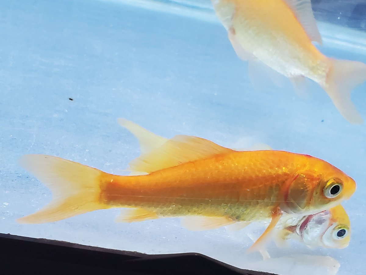 金魚のぽんぽん Goldponponfish Twitter 金魚のぽんぽん Goldponponfish Twitter