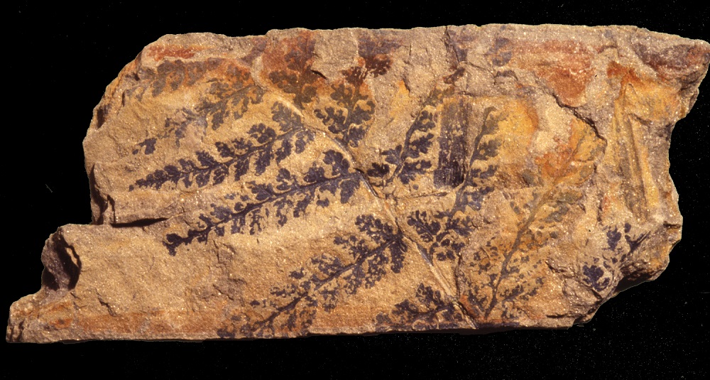 Our second store also houses our fossil plant collection. This includes thousands of fossils collected from Welsh coal minesMuseum scientists study the fossils to discover changes in Wales' vegetation in response to climate change 300 million years ago #TakeoverTuesday