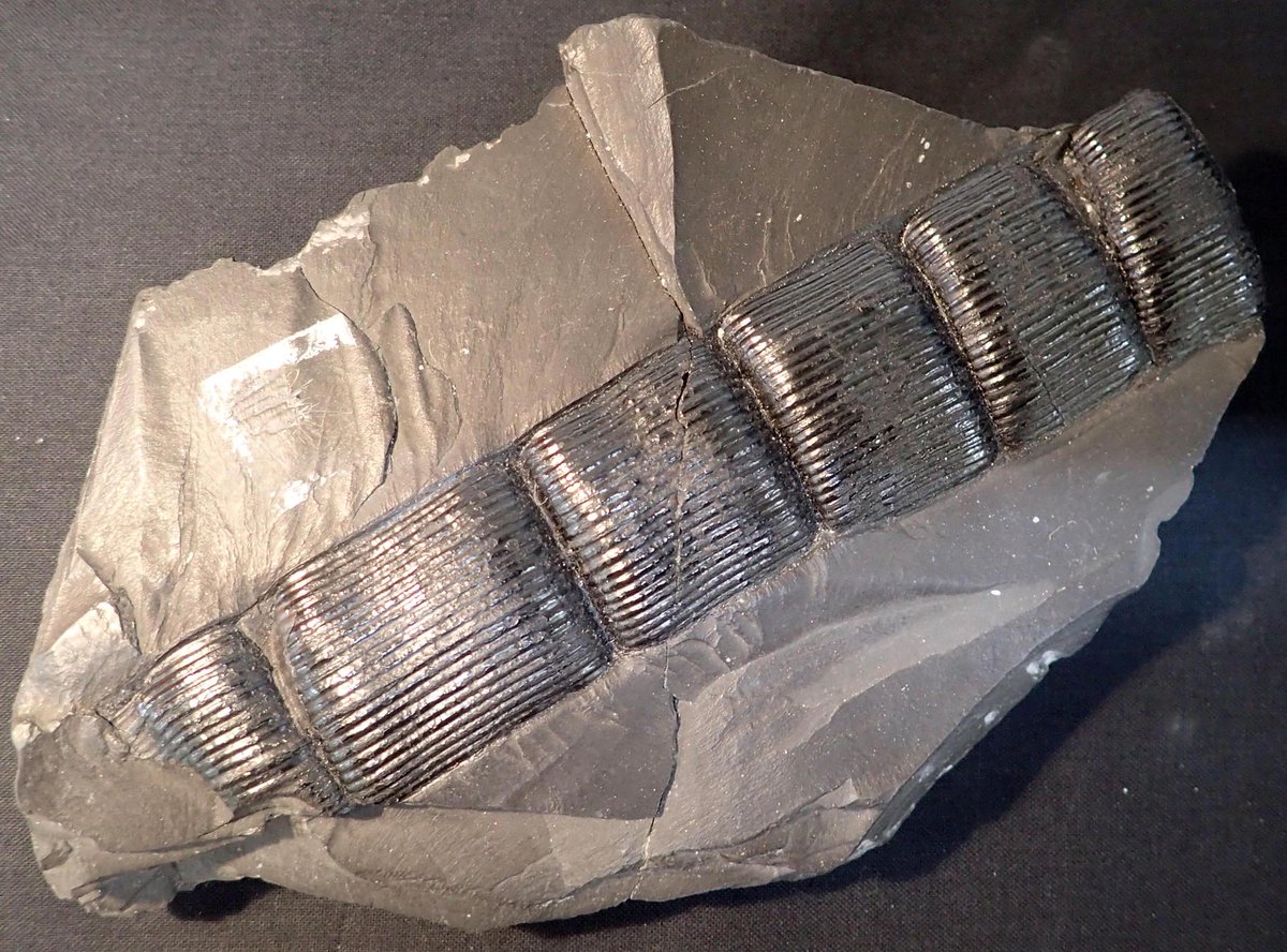 Our second store also houses our fossil plant collection. This includes thousands of fossils collected from Welsh coal minesMuseum scientists study the fossils to discover changes in Wales' vegetation in response to climate change 300 million years ago #TakeoverTuesday