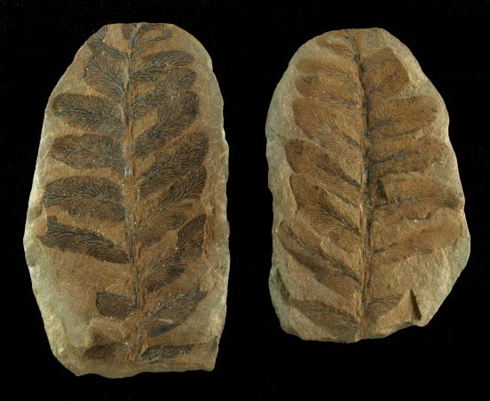 Our second store also houses our fossil plant collection. This includes thousands of fossils collected from Welsh coal minesMuseum scientists study the fossils to discover changes in Wales' vegetation in response to climate change 300 million years ago #TakeoverTuesday