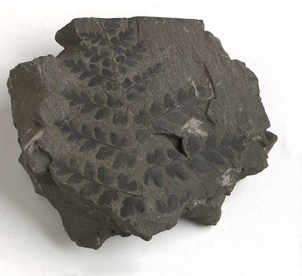 Our second store also houses our fossil plant collection. This includes thousands of fossils collected from Welsh coal minesMuseum scientists study the fossils to discover changes in Wales' vegetation in response to climate change 300 million years ago #TakeoverTuesday