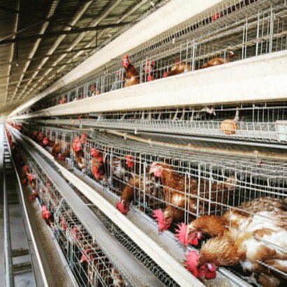 CSSGroupnigeria's tweet photo. Eggs should be consumed daily because they are rich in protein, vitamins and many more. CSS Integrated Farms offers #quality #eggs to our #customers . To place your order send us a message on whatsapp +2348151330003

#farming #poultry #agriculture #foodsafety  #food #chickens https://t.co/zOlQcvGTCj