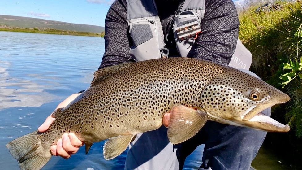OrvisUK's tweet photo. Iceland has some excellent fly fishing spots that are always so picturesque! Just under the surface of the gin-clear water, you will find some beautifully large brown trout like this monster here. ๐ธ: Brett O'Connor
#OrvisEndorsedGuide #OrvisFlyFishing #IcelandFishing #FlyFishing https://t.co/qgDdZkowiE
