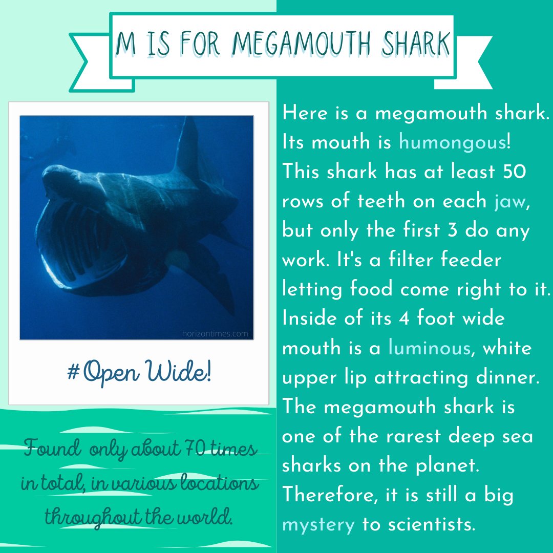 rlatweets's tweet photo. What a mouth!
#mouth #megamouthshark #shark #filterfeeder #openwide #learning #english #mega #englishvocabulary #vocabulary #learnsomthingnew @rlatweets https://t.co/nIoDRjairr