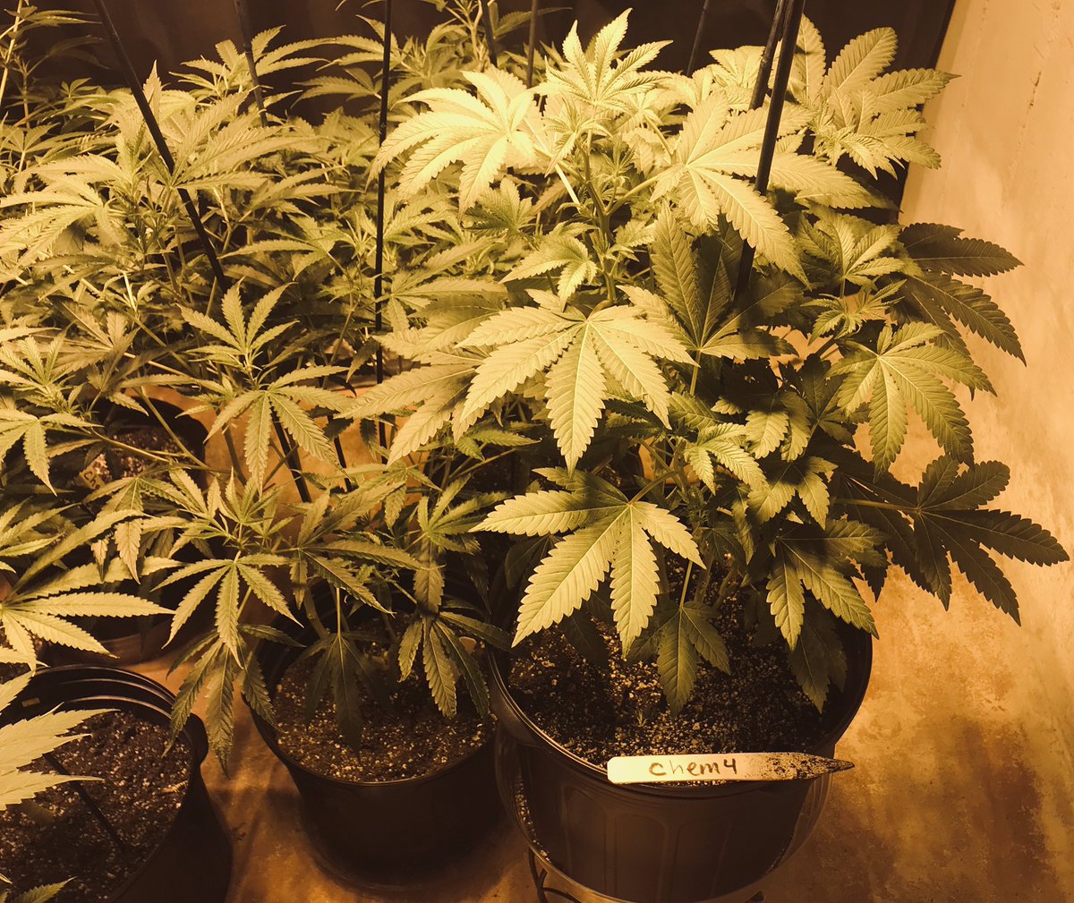lola_bud's tweet photo. Chem4, Cherry Pie x BB, Charlie Sheen, &amp; some mystery bag seed about 2 weeks into flowering! I could sit in this garden for days...smoking some 9D4 while I patiently wait;) #StonerFam #Mmemberville #CannabisCommunity https://t.co/vxTlhTXJII