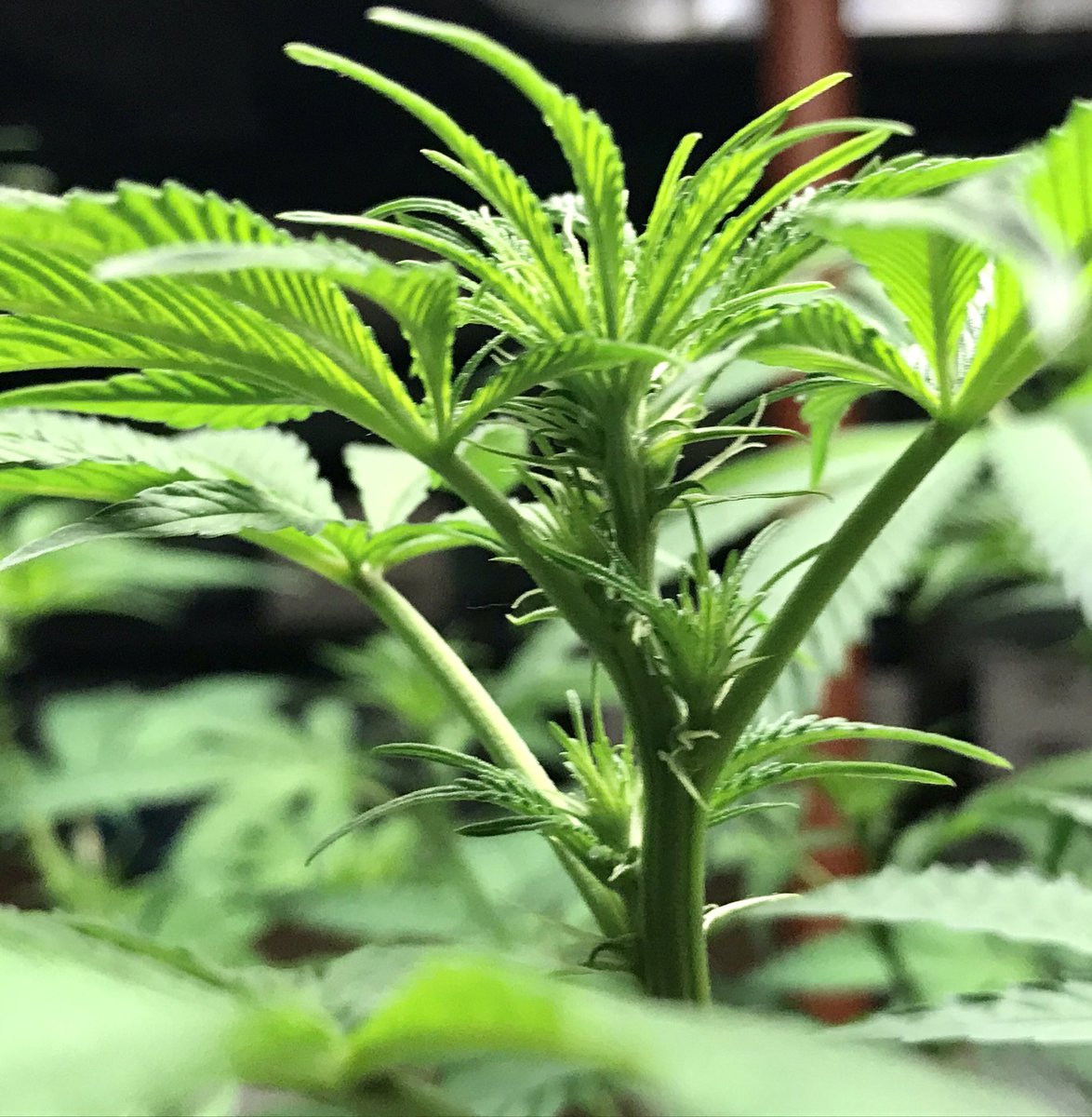 lola_bud's tweet photo. Chem4, Cherry Pie x BB, Charlie Sheen, &amp; some mystery bag seed about 2 weeks into flowering! I could sit in this garden for days...smoking some 9D4 while I patiently wait;) #StonerFam #Mmemberville #CannabisCommunity https://t.co/vxTlhTXJII