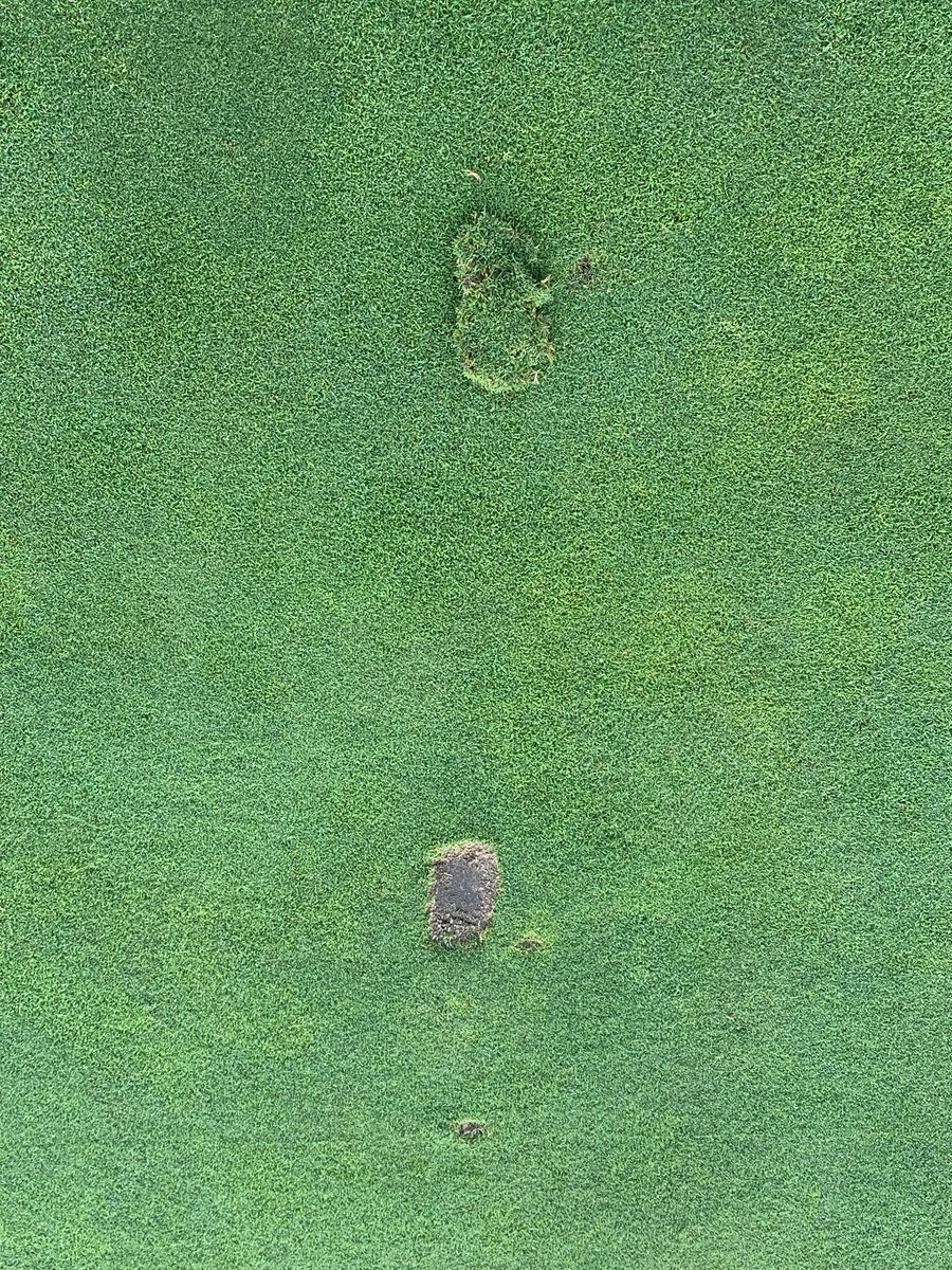BTDAgronomy's tweet photo. Friendly reminder to please fill or replace all divots...yes, even on the greens. #parsave #kookoftheday #etiquette https://t.co/Lz8OqgcJck