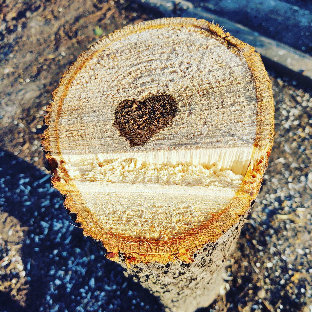 FargoParkAlec's tweet image. Found the heart of the tree ❤️🌳 #Fargoparks #treework #heartwood