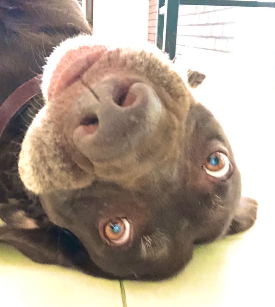 pichbus's tweet photo. Tuesday mood 🐾 https://t.co/TyYkxobX6f