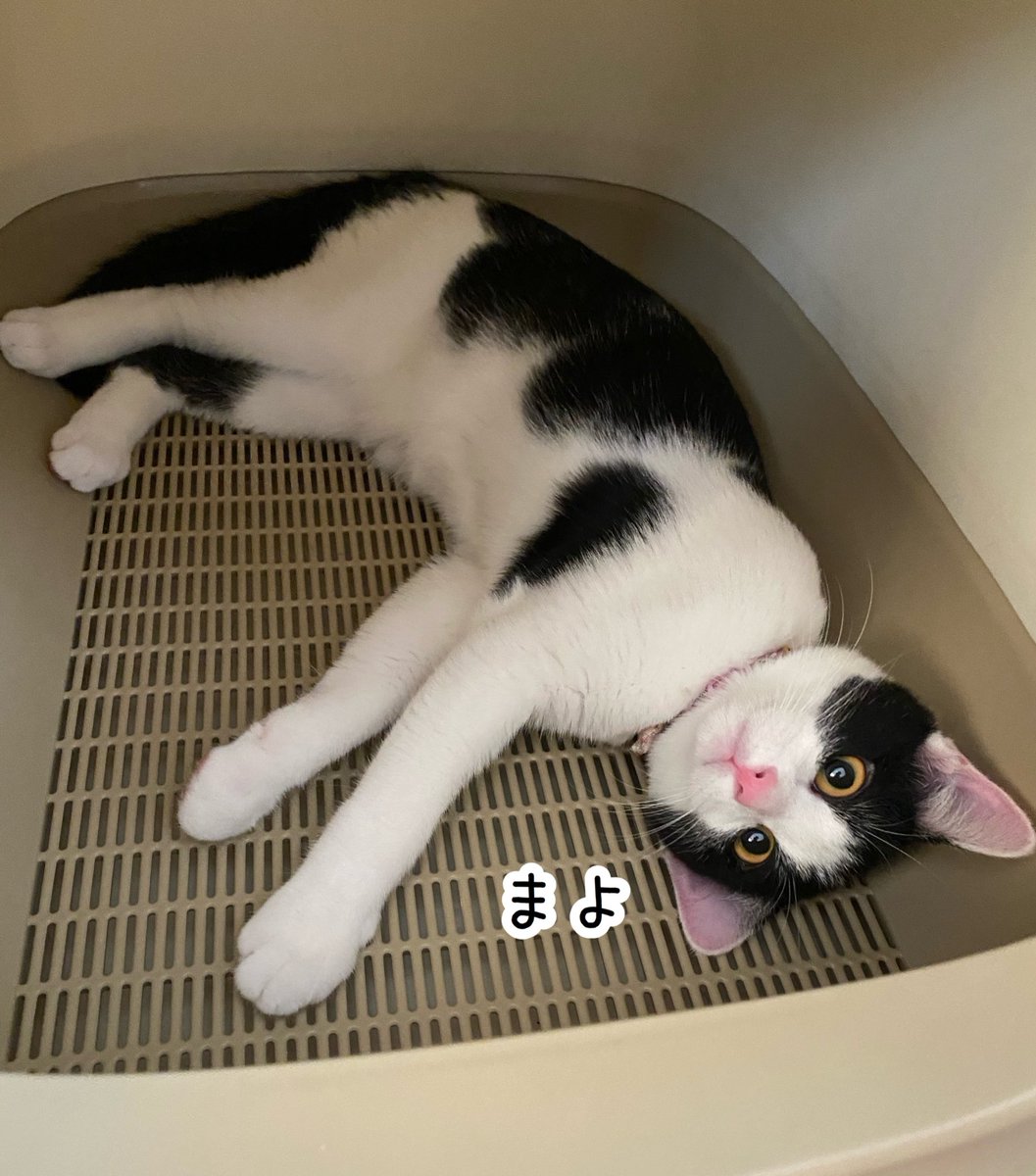 [新しいコレクション] 猫 トイレ 寝る 244806猫 ケージ トイレ で 寝る Blogjpmbahe7ejk