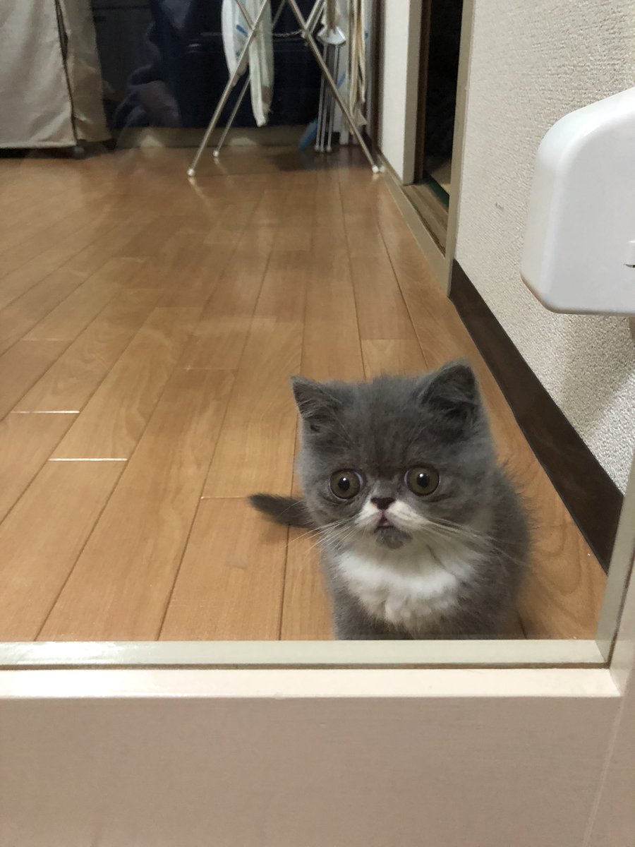 こんにゃく こんちゃんの成長過程 猫 猫好きさんと繋がりたい エキゾチックショートヘア ブサカワ ねこ Cat 猫のいる暮らし 成長過程