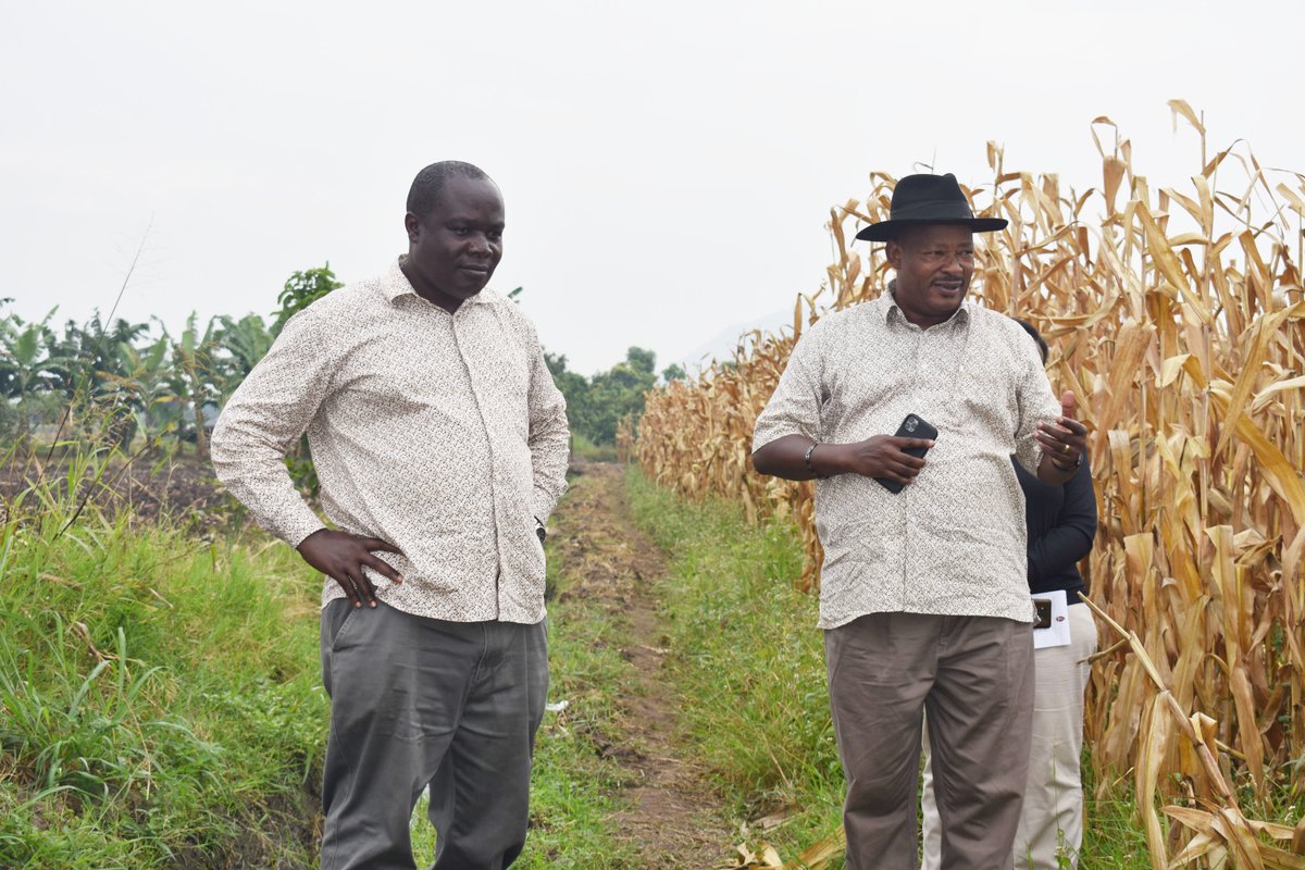 narouganda's tweet photo. @NARO_DG Dr. Agona together with @Nacrri_ug Director, Dr. Asea spent last weekend monitoring the new #rice varieties in the field in #Kasese, Uganda. Soon, Uganda will replace "basmati" rice with this variety. Watch this space for details.. #NARO4Devt #ManAtWork https://t.co/aldLt1RTXU