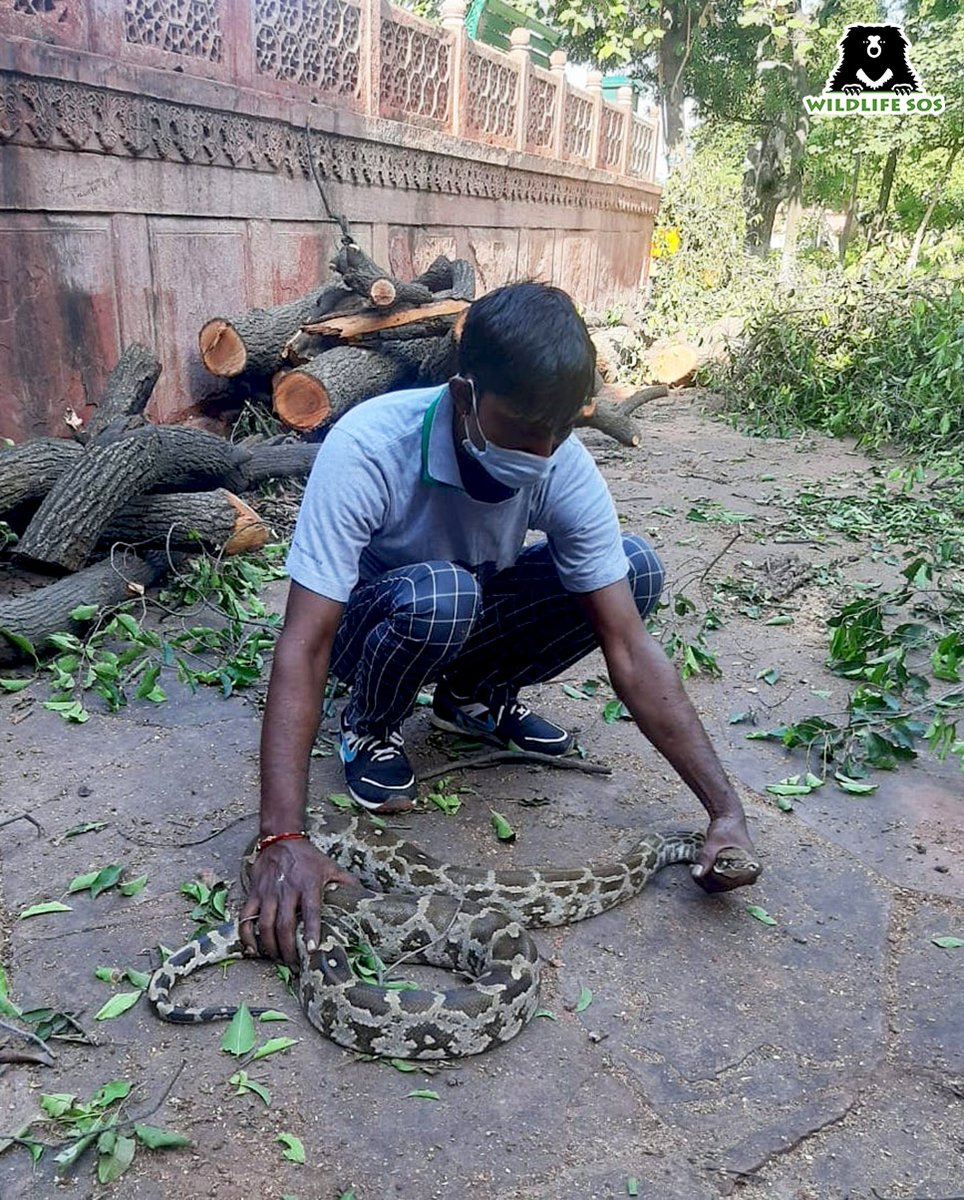WildlifeSOS's tweet image. A 7-foot-long #IndianRockPython was rescued by the Wildlife SOS Rapid Response Unit after it was spotted in the #TajMahal premises! The large snake was later released back into the wild.