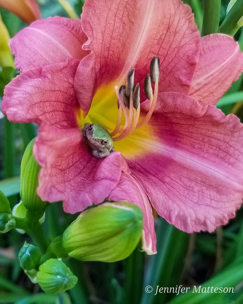 J_Matteson6's tweet photo. So this guy chillin' in the garden lily! #daylillies #treefrog #gardenfriends https://t.co/a36wwp6ZXd https://t.co/EVbsDJ38Cl