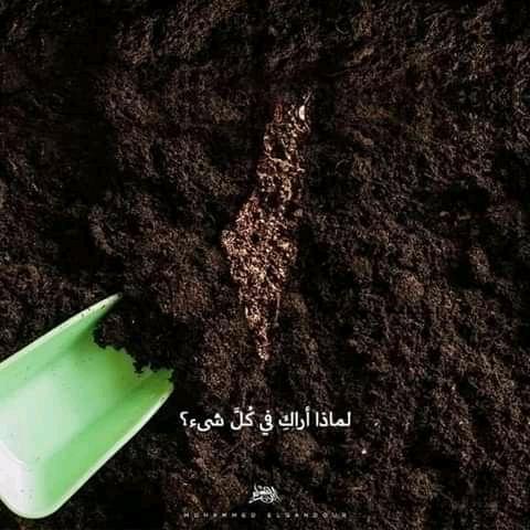 NBendife's tweet photo. يا قدسُ و يا رام الله
يا زنبقة الموت الأغلى
يا أروع ما تلد الدنيا ...
يا أرضا تدعى المحتلة 
يا أمي، يا أرضي الثكلى 
الجسد الضخم العربي
سيان: أميت أم حي؟!
وطن تنتظر حجارتة
يا غزة أنت شرارته
هل يبقى أبدا يتفرج؟! 😔💔
#سليمان_عيسى 💛💛 https://t.co/Pfl1XXdY8c
