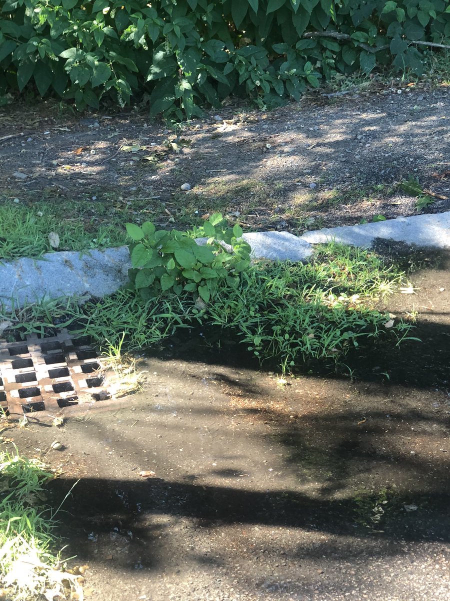 alemarrok's tweet photo. @MassDCR Cutler Park some sprinklers 💦 look like fountains! Water is not really hitting the grass. https://t.co/epCE7CI073