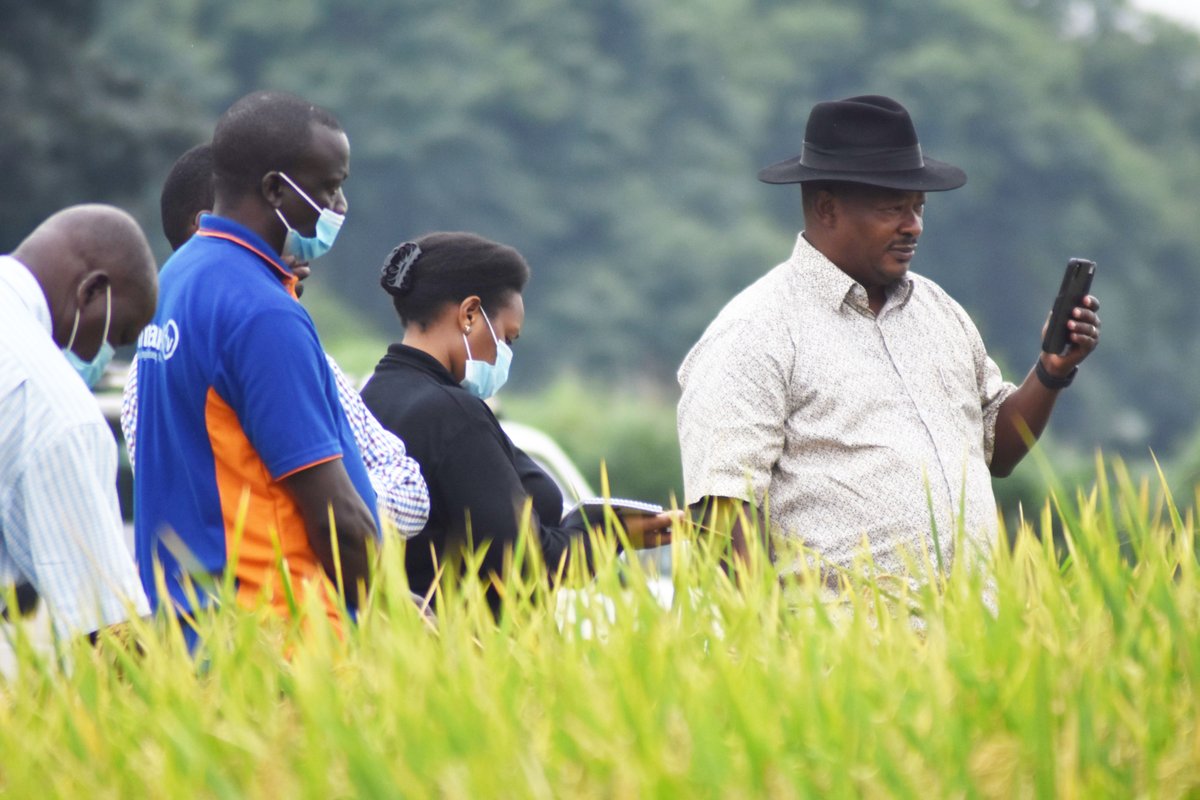 narouganda's tweet photo. @NARO_DG Dr. Agona together with @Nacrri_ug Director, Dr. Asea spent last weekend monitoring the new #rice varieties in the field in #Kasese, Uganda. Soon, Uganda will replace "basmati" rice with this variety. Watch this space for details.. #NARO4Devt #ManAtWork https://t.co/aldLt1RTXU