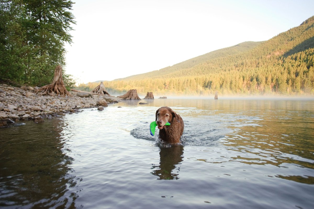 “It was a ruff catch then, but I managed to save the day!” The look you give your hooman after they throw your Chuckit! Amphibious Boomerang too far and you can’t risk it floating away! 😒🤣🐾